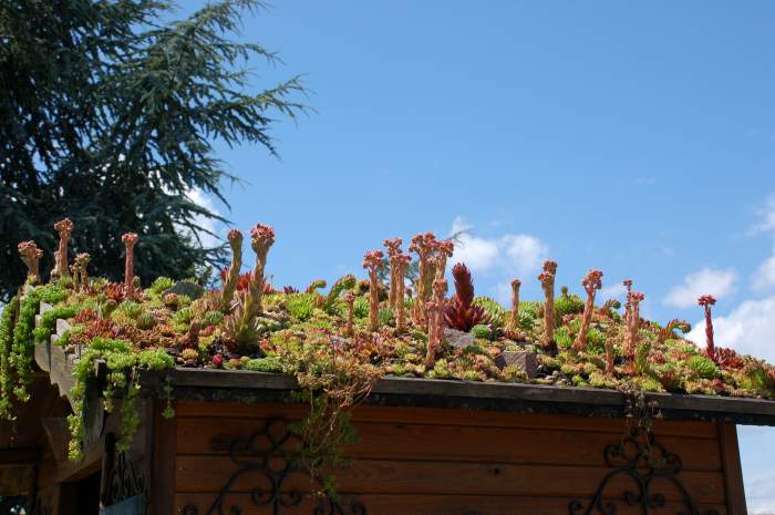 Sempervivum Dachwurz Hauswurz